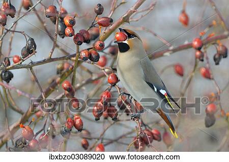 "Bohemian Waxwing (Bombycilla garrulus) on a Dog Rose (Rosa canina) while eating a rose hip, Swabian Alb biosphere reserve, Baden-Wurttemberg, Germany, Europe" View Large Photo Image Stock Image - "Bohemian Waxwing (Bombycilla garrulus) on a Dog Rose (Rosa canina) while eating a rose hip, Swabian Alb biosphere reserve, Baden-Wurttemberg, Germany, Europe". Fotosearch