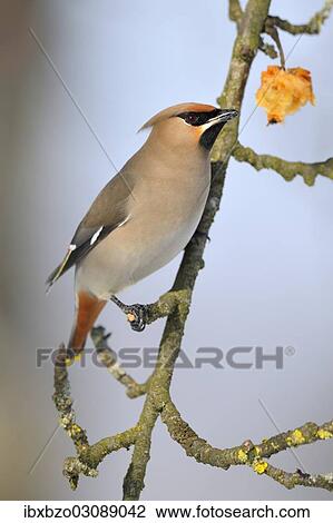 "Bohemian Waxwing (Bombycilla garrulus) eating an overripe frozen apple in winter, Swabian Alb biosphere reserve, Baden-Wurttemberg, Germany, Europe" View Large Photo Image Stock Image - "Bohemian Waxwing (Bombycilla garrulus) eating an overripe frozen apple in winter, Swabian Alb biosphere reserve, Baden-Wurttemberg, Germany, Europe". Fotosearch