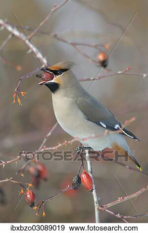 "Bohemian Waxwing (Bombycilla garrulus) on a Dog Rose (Rosa canina) while eating a rose hip, Swabian Alb biosphere reserve, Baden-Wurttemberg, Germany, Europe" View Large Photo Image Stock Photo - "Bohemian Waxwing (Bombycilla garrulus) on a Dog Rose (Rosa canina) while eating a rose hip, Swabian Alb biosphere reserve, Baden-Wurttemberg, Germany, Europe". Fotosearch