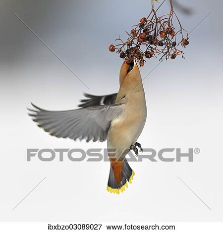 "Bohemian Waxwing (Bombycilla garrulus) eating berries from a European Rowan or Mountain Ash (Sorbus aucuparia) in winter, Swabian Alb biosphere reserve, Baden-Wurttemberg, Germany, Europe" View Large Photo Image Stock Photo - "Bohemian Waxwing (Bombycilla garrulus) eating berries from a European Rowan or Mountain Ash (Sorbus aucuparia) in winter, Swabian Alb biosphere reserve, Baden-Wurttemberg, Germany, Europe". Fotosearch