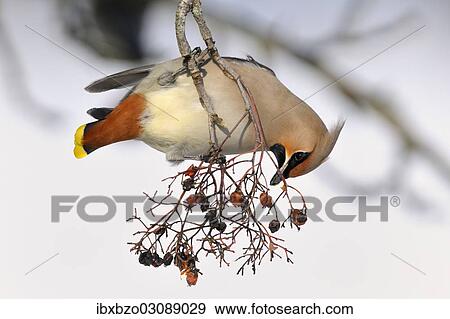 "Bohemian Waxwing (Bombycilla garrulus) eating berries from a European Rowan or Mountain Ash (Sorbus aucuparia) in winter, Swabian Alb biosphere reserve, Baden-Wurttemberg, Germany, Europe" View Large Photo Image Stock Photo - "Bohemian Waxwing (Bombycilla garrulus) eating berries from a European Rowan or Mountain Ash (Sorbus aucuparia) in winter, Swabian Alb biosphere reserve, Baden-Wurttemberg, Germany, Europe". Fotosearch