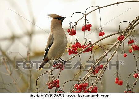 "Bohemian waxwing (Bombycilla garrulus), Allgau, Bavaria, Germany, Europe" View Large Photo Image Stock Image - "Bohemian waxwing (Bombycilla garrulus), Allgau, Bavaria, Germany, Europe". Fotosearch