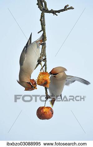 "Bohemian Waxwings (Bombycilla garrulus) competing for food on an apple tree with overripe frozen apples in winter, Swabian Alb biosphere reserve, Baden-Wurttemberg, Germany, Europe" View Large Photo Image Stock Photography - "Bohemian Waxwings (Bombycilla garrulus) competing for food on an apple tree with overripe frozen apples in winter, Swabian Alb biosphere reserve, Baden-Wurttemberg, Germany, Europe". Fotosearch