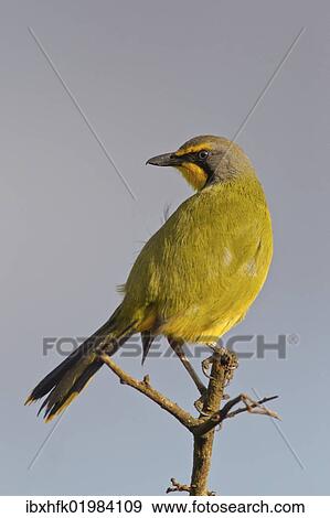 "Bokmakierie (Telophorus zeylonus) at Addo Elephant Park, South Africa, Africa" View Large Photo Image Stock Photo - "Bokmakierie (Telophorus zeylonus) at Addo Elephant Park, South Africa, Africa". Fotosearch