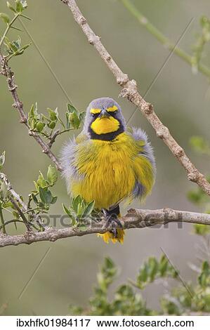 Stock Photo - "Bokmakierie (Telophorus zeylonus) at Addo Elephant Park, South Africa, Africa". Fotosearch