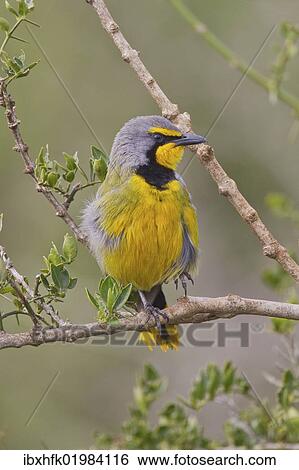 "Bokmakierie (Telophorus zeylonus) at Addo Elephant Park, South Africa, Africa" View Large Photo Image Stock Photograph - "Bokmakierie (Telophorus zeylonus) at Addo Elephant Park, South Africa, Africa". Fotosearch