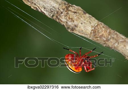 "Bolas spider (Encyosaccus sexmaculatus), orb-web spider, Tiputini rain forest, Yasuni National Park, Ecuador, South America" View Large Photo Image Stock Photograph - "Bolas spider (Encyosaccus sexmaculatus), orb-web spider, Tiputini rain forest, Yasuni National Park, Ecuador, South America". Fotosearch