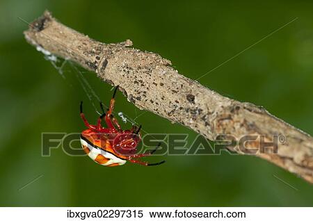 "Bolas spider (Encyosaccus sexmaculatus), orb-web spider, Tiputini rain forest, Yasuni National Park, Ecuador, South America" View Large Photo Image Stock Photography - "Bolas spider (Encyosaccus sexmaculatus), orb-web spider, Tiputini rain forest, Yasuni National Park, Ecuador, South America". Fotosearch