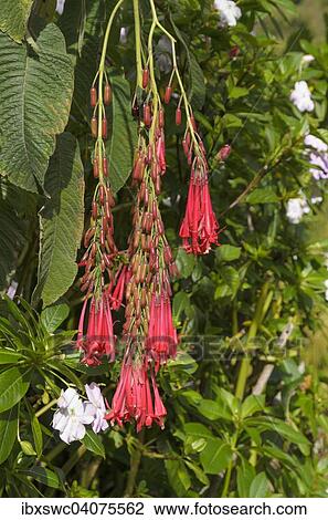 Stock Image - "Bolivian Fuchsia (Fuchsia boliviana), flowers, Los Quetzales National Park, San Jose Province, Costa Rica, North America". Fotosearch