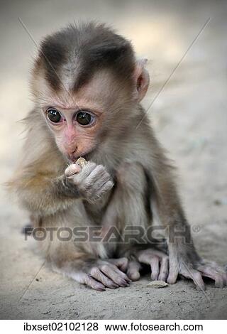 "Bonnet macaque (Macaca radiata), baby monkey in captivity, Laos, Southeast Asia, Asia" View Large Photo Image Stock Photo - "Bonnet macaque (Macaca radiata), baby monkey in captivity, Laos, Southeast Asia, Asia". Fotosearch