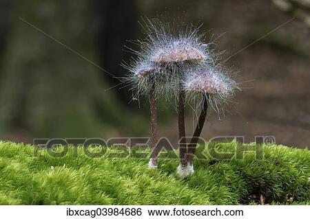 Stock Photograph - "Bonnet Mould (Spinellus fusiger), Monchbruch forest, Russelsheim, Hesse, Germany, Europe". Fotosearch