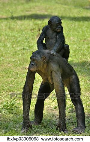 "Bonobo (Pan paniscus), female with young on her back, Lola ya Bonobo Sanctuary, Kimwenza, Mont Ngafula, Kinshasa, Democratic Republic of the Congo" View Large Photo Image Stock Photo - "Bonobo (Pan paniscus), female with young on her back, Lola ya Bonobo Sanctuary, Kimwenza, Mont Ngafula, Kinshasa, Democratic Republic of the Congo". Fotosearch