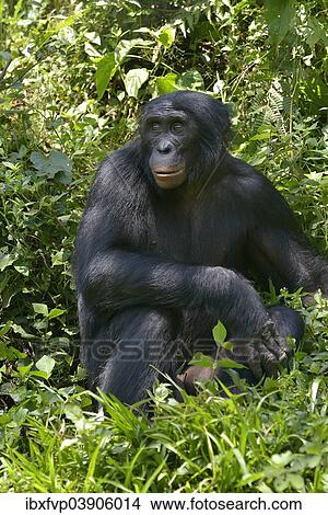 Picture - "Bonobo (Pan paniscus), Lola ya Bonobo Sanctuary, Kimwenza, Mont Ngafula, Kinshasa, Democratic Republic of the Congo". Fotosearch