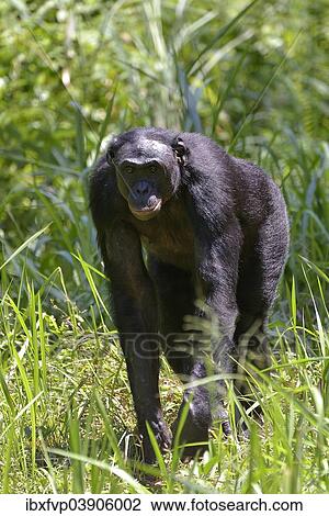 "Bonobo (Pan paniscus), Lola ya Bonobo Sanctuary, Kimwenza, Mont Ngafula, Kinshasa, Democratic Republic of the Congo" View Large Photo Image Stock Image - "Bonobo (Pan paniscus), Lola ya Bonobo Sanctuary, Kimwenza, Mont Ngafula, Kinshasa, Democratic Republic of the Congo". Fotosearch