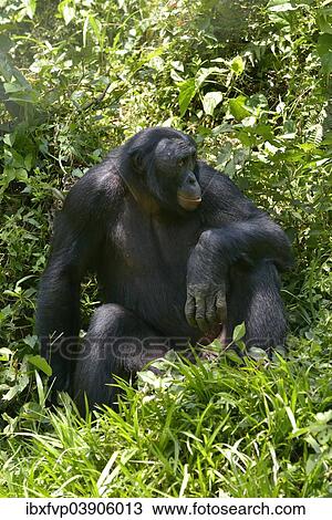 "Bonobo (Pan paniscus), Lola ya Bonobo Sanctuary, Kimwenza, Mont Ngafula, Kinshasa, Democratic Republic of the Congo" View Large Photo Image Stock Image - "Bonobo (Pan paniscus), Lola ya Bonobo Sanctuary, Kimwenza, Mont Ngafula, Kinshasa, Democratic Republic of the Congo". Fotosearch