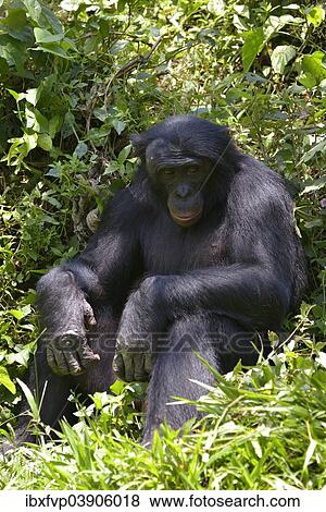 "Bonobo (Pan paniscus), Lola ya Bonobo Sanctuary, Kimwenza, Mont Ngafula, Kinshasa, Democratic Republic of the Congo" View Large Photo Image Stock Photo - "Bonobo (Pan paniscus), Lola ya Bonobo Sanctuary, Kimwenza, Mont Ngafula, Kinshasa, Democratic Republic of the Congo". Fotosearch