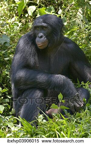 Stock Photography - "Bonobo (Pan paniscus), Lola ya Bonobo Sanctuary, Kimwenza, Mont Ngafula, Kinshasa, Democratic Republic of the Congo". Fotosearch