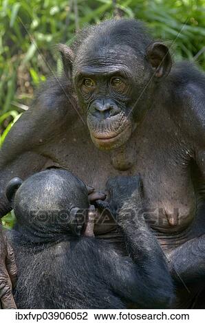 "Bonobo (Pan paniscus) mother suckling young, Lola ya Bonobo Sanctuary, Kimwenza, Mont Ngafula, Kinshasa, Democratic Republic of the Congo" View Large Photo Image Stock Image - "Bonobo (Pan paniscus) mother suckling young, Lola ya Bonobo Sanctuary, Kimwenza, Mont Ngafula, Kinshasa, Democratic Republic of the Congo". Fotosearch