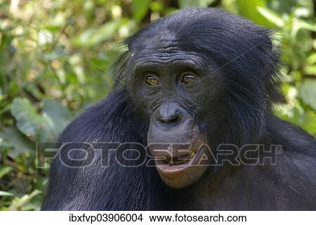 "Bonobo (Pan paniscus), portrait, Lola ya Bonobo Sanctuary, Kimwenza, Mont Ngafula, Kinshasa, Democratic Republic of the Congo" View Large Photo Image Picture - "Bonobo (Pan paniscus), portrait, Lola ya Bonobo Sanctuary, Kimwenza, Mont Ngafula, Kinshasa, Democratic Republic of the Congo". Fotosearch