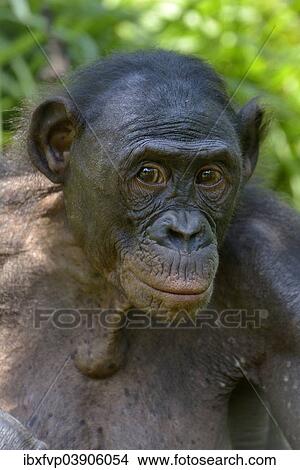 Picture - "Bonobo (Pan paniscus), portrait, Lola ya Bonobo Sanctuary, Kimwenza, Mont Ngafula, Kinshasa, Democratic Republic of the Congo". Fotosearch