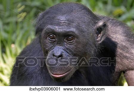 "Bonobo (Pan paniscus), portrait, Lola ya Bonobo Sanctuary, Kimwenza, Mont Ngafula, Kinshasa, Democratic Republic of the Congo" View Large Photo Image Stock Image - "Bonobo (Pan paniscus), portrait, Lola ya Bonobo Sanctuary, Kimwenza, Mont Ngafula, Kinshasa, Democratic Republic of the Congo". Fotosearch