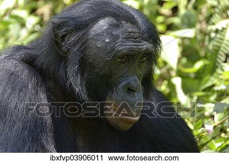 "Bonobo (Pan paniscus), portrait, Lola ya Bonobo Sanctuary, Kimwenza, Mont Ngafula, Kinshasa, Democratic Republic of the Congo" View Large Photo Image Stock Image - "Bonobo (Pan paniscus), portrait, Lola ya Bonobo Sanctuary, Kimwenza, Mont Ngafula, Kinshasa, Democratic Republic of the Congo". Fotosearch