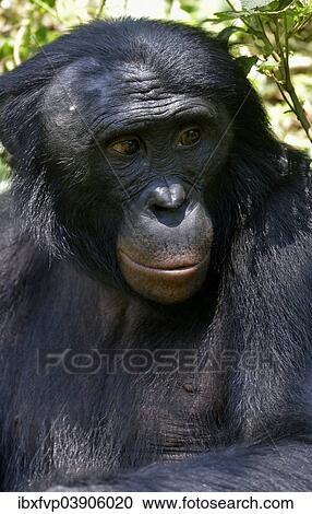 "Bonobo (Pan paniscus), portrait, Lola ya Bonobo Sanctuary, Kimwenza, Mont Ngafula, Kinshasa, Democratic Republic of the Congo" View Large Photo Image Stock Image - "Bonobo (Pan paniscus), portrait, Lola ya Bonobo Sanctuary, Kimwenza, Mont Ngafula, Kinshasa, Democratic Republic of the Congo". Fotosearch
