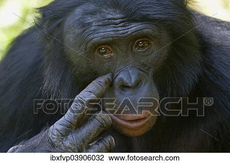 "Bonobo (Pan paniscus), portrait, Lola ya Bonobo Sanctuary, Kimwenza, Mont Ngafula, Kinshasa, Democratic Republic of the Congo" View Large Photo Image Stock Image - "Bonobo (Pan paniscus), portrait, Lola ya Bonobo Sanctuary, Kimwenza, Mont Ngafula, Kinshasa, Democratic Republic of the Congo". Fotosearch