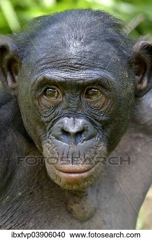 "Bonobo (Pan paniscus), portrait, Lola ya Bonobo Sanctuary, Kimwenza, Mont Ngafula, Kinshasa, Democratic Republic of the Congo" View Large Photo Image Stock Image - "Bonobo (Pan paniscus), portrait, Lola ya Bonobo Sanctuary, Kimwenza, Mont Ngafula, Kinshasa, Democratic Republic of the Congo". Fotosearch