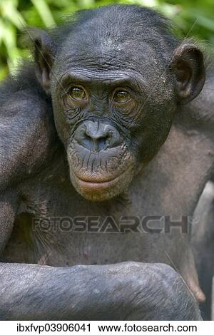 "Bonobo (Pan paniscus), portrait, Lola ya Bonobo Sanctuary, Kimwenza, Mont Ngafula, Kinshasa, Democratic Republic of the Congo" View Large Photo Image Stock Image - "Bonobo (Pan paniscus), portrait, Lola ya Bonobo Sanctuary, Kimwenza, Mont Ngafula, Kinshasa, Democratic Republic of the Congo". Fotosearch