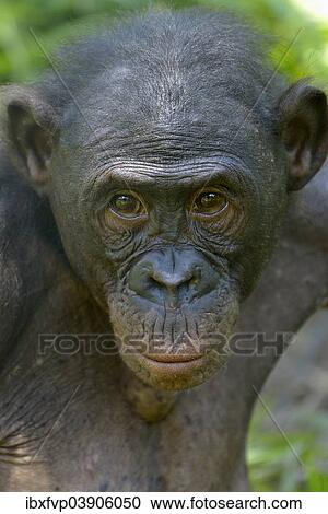 Stock Image - "Bonobo (Pan paniscus), portrait, Lola ya Bonobo Sanctuary, Kimwenza, Mont Ngafula, Kinshasa, Democratic Republic of the Congo". Fotosearch