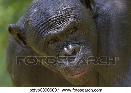 "Bonobo (Pan paniscus), portrait, Lola ya Bonobo Sanctuary, Kimwenza, Mont Ngafula, Kinshasa, Democratic Republic of the Congo" View Large Photo Image Stock Photo - "Bonobo (Pan paniscus), portrait, Lola ya Bonobo Sanctuary, Kimwenza, Mont Ngafula, Kinshasa, Democratic Republic of the Congo". Fotosearch