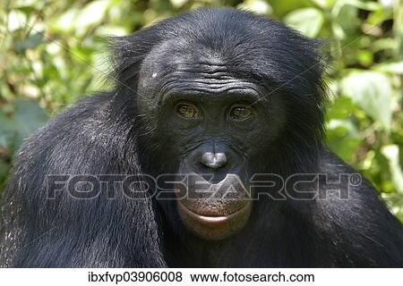 "Bonobo (Pan paniscus), portrait, Lola ya Bonobo Sanctuary, Kimwenza, Mont Ngafula, Kinshasa, Democratic Republic of the Congo" View Large Photo Image Stock Photo - "Bonobo (Pan paniscus), portrait, Lola ya Bonobo Sanctuary, Kimwenza, Mont Ngafula, Kinshasa, Democratic Republic of the Congo". Fotosearch