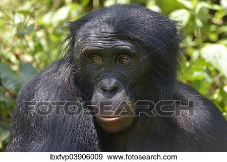 "Bonobo (Pan paniscus), portrait, Lola ya Bonobo Sanctuary, Kimwenza, Mont Ngafula, Kinshasa, Democratic Republic of the Congo" View Large Photo Image Stock Photo - "Bonobo (Pan paniscus), portrait, Lola ya Bonobo Sanctuary, Kimwenza, Mont Ngafula, Kinshasa, Democratic Republic of the Congo". Fotosearch