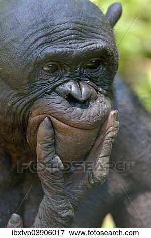 "Bonobo (Pan paniscus), portrait, Lola ya Bonobo Sanctuary, Kimwenza, Mont Ngafula, Kinshasa, Democratic Republic of the Congo" View Large Photo Image Stock Photo - "Bonobo (Pan paniscus), portrait, Lola ya Bonobo Sanctuary, Kimwenza, Mont Ngafula, Kinshasa, Democratic Republic of the Congo". Fotosearch