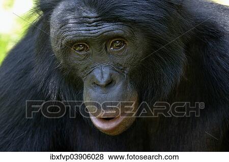 "Bonobo (Pan paniscus), portrait, Lola ya Bonobo Sanctuary, Kimwenza, Mont Ngafula, Kinshasa, Democratic Republic of the Congo" View Large Photo Image Stock Photo - "Bonobo (Pan paniscus), portrait, Lola ya Bonobo Sanctuary, Kimwenza, Mont Ngafula, Kinshasa, Democratic Republic of the Congo". Fotosearch