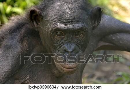 "Bonobo (Pan paniscus), portrait, Lola ya Bonobo Sanctuary, Kimwenza, Mont Ngafula, Kinshasa, Democratic Republic of the Congo" View Large Photo Image Stock Photo - "Bonobo (Pan paniscus), portrait, Lola ya Bonobo Sanctuary, Kimwenza, Mont Ngafula, Kinshasa, Democratic Republic of the Congo". Fotosearch