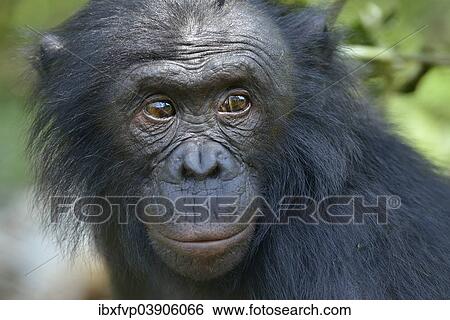 "Bonobo (Pan paniscus), portrait, Lola ya Bonobo Sanctuary, Kimwenza, Mont Ngafula, Kinshasa, Democratic Republic of the Congo" View Large Photo Image Stock Photograph - "Bonobo (Pan paniscus), portrait, Lola ya Bonobo Sanctuary, Kimwenza, Mont Ngafula, Kinshasa, Democratic Republic of the Congo". Fotosearch
