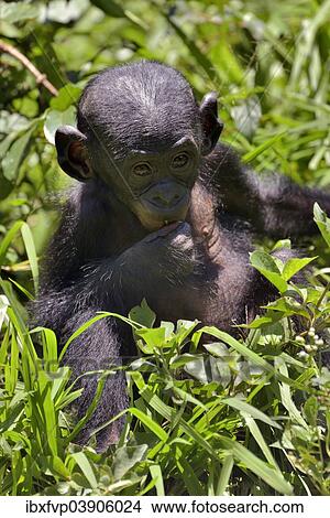 "Bonobo (Pan paniscus), young animal, Lola ya Bonobo Sanctuary, Kimwenza, Mont Ngafula, Kinshasa, Democratic Republic of the Congo" View Large Photo Image Picture - "Bonobo (Pan paniscus), young animal, Lola ya Bonobo Sanctuary, Kimwenza, Mont Ngafula, Kinshasa, Democratic Republic of the Congo". Fotosearch