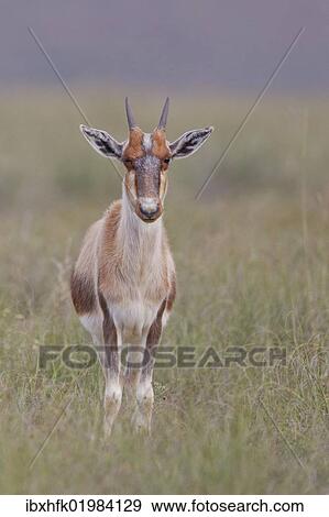 Stock Photo - "Bontebok (Damaliscus dorcas) at Bontebok National Park, South Africa, Africa". Fotosearch