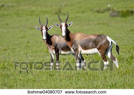 "Bontebok (Damaliscus pygargus pygargus), West Coast National Park, Langebaan, Western Cape, South Africa, Africa" View Large Photo Image Stock Photo - "Bontebok (Damaliscus pygargus pygargus), West Coast National Park, Langebaan, Western Cape, South Africa, Africa". Fotosearch