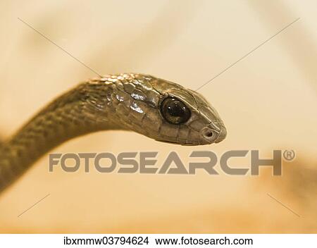 Picture - "Boomslang (Dispholidus typus), Living Desert Snake Park, Walvis Bay, Namibia, Africa". Fotosearch