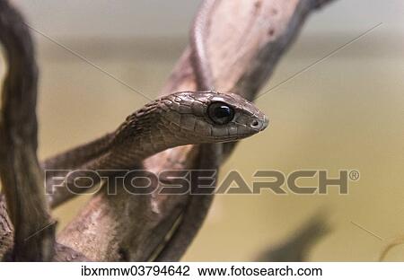 "Boomslang (Dispholidus typus), Living Desert Snake Park, Walvis Bay, Namibia, Africa" View Large Photo Image Stock Image - "Boomslang (Dispholidus typus), Living Desert Snake Park, Walvis Bay, Namibia, Africa". Fotosearch