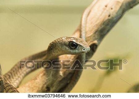 "Boomslang (Dispholidus typus), Living Desert Snake Park, Walvis Bay, Namibia, Africa" View Large Photo Image Stock Photograph - "Boomslang (Dispholidus typus), Living Desert Snake Park, Walvis Bay, Namibia, Africa". Fotosearch