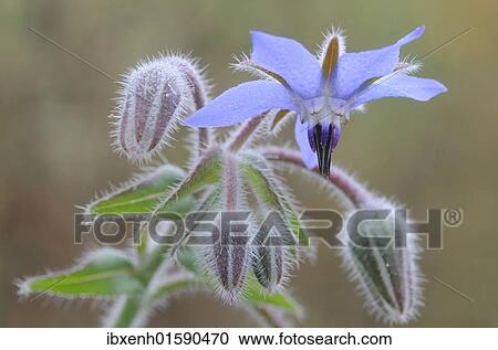 Borage (Borago officinalis) View Large Photo Image Stock Image - Borage (Borago officinalis). Fotosearch