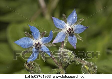 "Borage or Starflower (Borago officinalis), Baden-Wurttemberg, Germany, Europe" View Large Photo Image Stock Image - "Borage or Starflower (Borago officinalis), Baden-Wurttemberg, Germany, Europe". Fotosearch