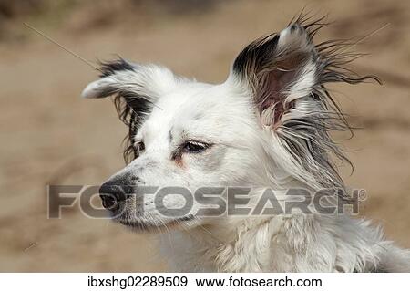 "Border Collie, mixed breed, portrait" View Large Photo Image Stock Photo - "Border Collie, mixed breed, portrait". Fotosearch