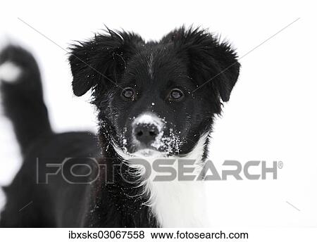 "Border Collie puppy, 4 months, in the snow, Satteldorf, Hohenlohe, Baden-Wurttemberg, Germany, Europe" View Large Photo Image Stock Photo - "Border Collie puppy, 4 months, in the snow, Satteldorf, Hohenlohe, Baden-Wurttemberg, Germany, Europe". Fotosearch