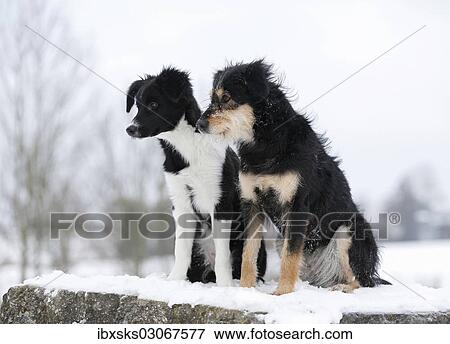 "Border Collie puppy, 4 months, sitting on snow-covered rocks with a mixed-breed dog, Satteldorf, Hohenlohe, Baden-Wurttemberg, Germany, Europe" View Large Photo Image Stock Photo - "Border Collie puppy, 4 months, sitting on snow-covered rocks with a mixed-breed dog, Satteldorf, Hohenlohe, Baden-Wurttemberg, Germany, Europe". Fotosearch