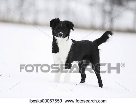 "Border Collie puppy, 4 months, standing attentively in the snow, Satteldorf, Hohenlohe, Baden-Wurttemberg, Germany, Europe" View Large Photo Image Stock Photo - "Border Collie puppy, 4 months, standing attentively in the snow, Satteldorf, Hohenlohe, Baden-Wurttemberg, Germany, Europe". Fotosearch